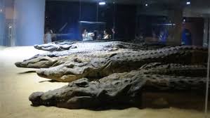 ASWAN/ KOM OMBO/ EDFU – Full Board